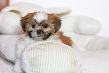 Shih tzu köpek portresi. Tapılası Shihtzu yavrusu. Genel kompozisyon, genç bir köpek yavrusunun masumiyetinin ve oyunculuğun özünü yakalar..