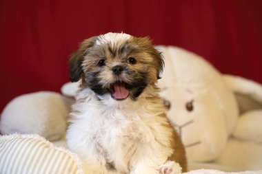 Shih tzu köpek portresi. Tapılası Shihtzu yavrusu. Genel kompozisyon, genç bir köpek yavrusunun masumiyetinin ve oyunculuğun özünü yakalar..