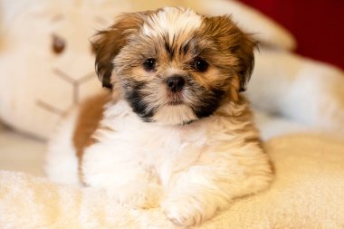 Shih tzu köpek portresi. Tapılası Shihtzu yavrusu. Genel kompozisyon, genç bir köpek yavrusunun masumiyetinin ve oyunculuğun özünü yakalar..