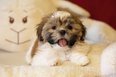 Shih tzu köpek portresi. Tapılası Shihtzu yavrusu. Genel kompozisyon, genç bir köpek yavrusunun masumiyetinin ve oyunculuğun özünü yakalar..
