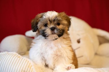 Shih tzu köpek portresi. Tapılası Shihtzu yavrusu. Genel kompozisyon, genç bir köpek yavrusunun masumiyetinin ve oyunculuğun özünü yakalar..