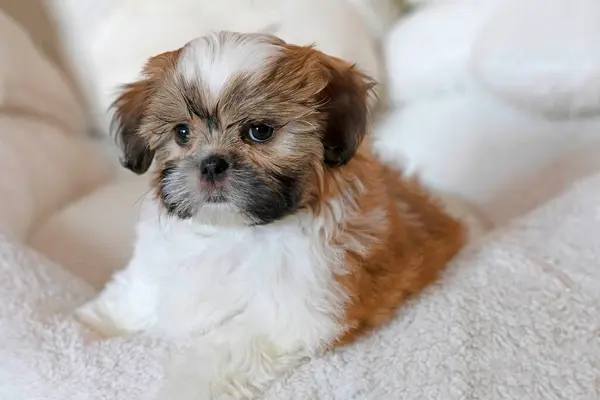 Shih tzu köpek portresi. Tapılası Shihtzu yavrusu. Genel kompozisyon, genç bir köpek yavrusunun masumiyetinin ve oyunculuğun özünü yakalar..