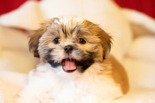 Shih tzu köpek portresi. Tapılası Shihtzu yavrusu. Genel kompozisyon, genç bir köpek yavrusunun masumiyetinin ve oyunculuğun özünü yakalar..