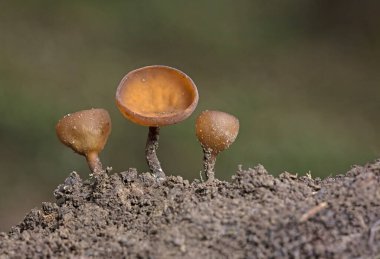 Güzel fincanlar Dumontinia tuberosa (syn. Sclerotinia tuberosa) Anemone nemorosa, Anemone ranuncoloides ve Ranunculus ficaria soğanlarını parazit yapan küçük bir ascomycete..