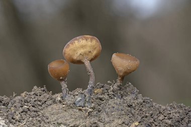 Güzel fincanlar Dumontinia tuberosa (syn. Sclerotinia tuberosa) Anemone nemorosa, Anemone ranuncoloides ve Ranunculus ficaria soğanlarını parazit yapan küçük bir ascomycete..