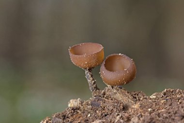 Güzel fincanlar Dumontinia tuberosa (syn. Sclerotinia tuberosa) Anemone nemorosa, Anemone ranuncoloides ve Ranunculus ficaria soğanlarını parazit yapan küçük bir ascomycete..