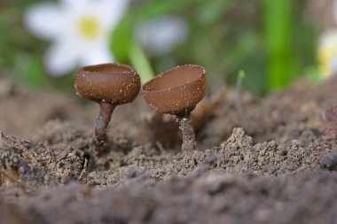 The beautiful cups Dumontinia tuberosa (syn. Sclerotinia tuberosa). The tuber cup is a small ascomycete that parasitizes the bulbs of Anemone nemorosa, Anemone ranuncoloides and Ranunculus ficaria.