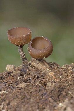 Güzel fincanlar Dumontinia tuberosa (syn. Sclerotinia tuberosa) Anemone nemorosa, Anemone ranuncoloides ve Ranunculus ficaria soğanlarını parazit yapan küçük bir ascomycete..