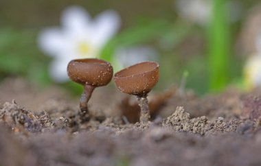 Güzel fincanlar Dumontinia tuberosa (syn. Sclerotinia tuberosa) Anemone nemorosa, Anemone ranuncoloides ve Ranunculus ficaria soğanlarını parazit yapan küçük bir ascomycete..
