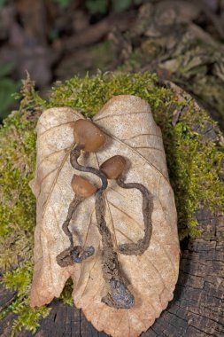 Güzel fincanlar Dumontinia tuberosa (syn. Sclerotinia tuberosa) Anemone nemorosa, Anemone ranuncoloides ve Ranunculus ficaria soğanlarını parazit yapan küçük bir ascomycete..