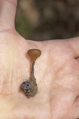 Güzel fincanlar Dumontinia tuberosa (syn. Sclerotinia tuberosa) Anemone nemorosa, Anemone ranuncoloides ve Ranunculus ficaria soğanlarını parazit yapan küçük bir ascomycete..