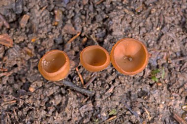 Güzel fincanlar Dumontinia tuberosa (syn. Sclerotinia tuberosa) Anemone nemorosa, Anemone ranuncoloides ve Ranunculus ficaria soğanlarını parazit yapan küçük bir ascomycete..