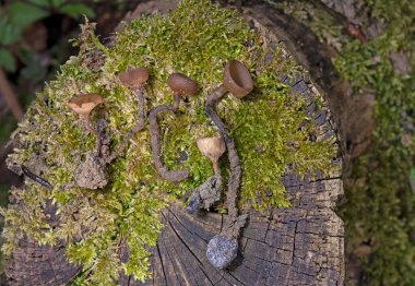 Güzel fincanlar Dumontinia tuberosa (syn. Sclerotinia tuberosa) Anemone nemorosa, Anemone ranuncoloides ve Ranunculus ficaria soğanlarını parazit yapan küçük bir ascomycete..