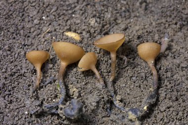Güzel fincanlar Dumontinia tuberosa (syn. Sclerotinia tuberosa) Anemone nemorosa, Anemone ranuncoloides ve Ranunculus ficaria soğanlarını parazit yapan küçük bir ascomycete..