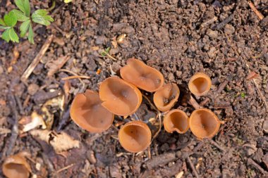Güzel fincanlar Dumontinia tuberosa (syn. Sclerotinia tuberosa) Anemone nemorosa, Anemone ranuncoloides ve Ranunculus ficaria soğanlarını parazit yapan küçük bir ascomycete..