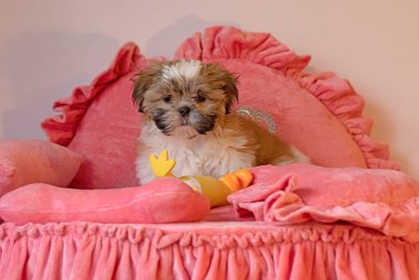 İki aylık Shih Tzu köpeği. Sevimli shih tzu yavrusu.
