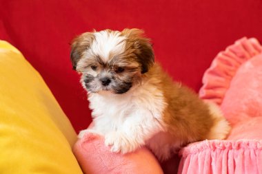 İki aylık Shih Tzu köpeği. Sevimli shih tzu yavrusu.
