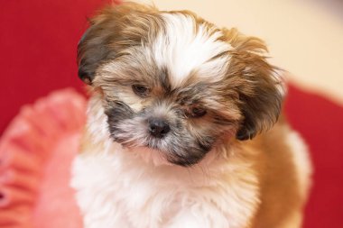İki aylık Shih Tzu köpeği. Sevimli shih tzu yavrusu.