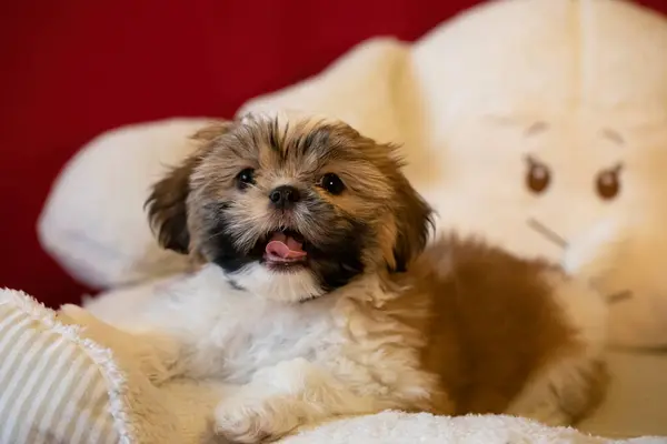İki aylık Shih Tzu köpeği. Sevimli shih tzu yavrusu.