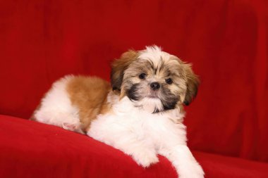 Shih Tzu köpek yavrusu dinleniyor. Kırmızı arka planda Shih Tzu köpek yavrusu. İki aylık Shih Tzu yavrusu. Sevimli shih tzu yavrusu..