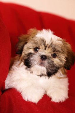 Shih Tzu köpek yavrusu dinleniyor. Kırmızı arka planda Shih Tzu köpek yavrusu. İki aylık Shih Tzu yavrusu. Sevimli shih tzu yavrusu..