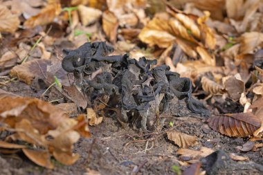 Craterellus cornucopioides ya da bol miktarda boynuz, yenilebilir bir mantardır. Ayrıca siyah trompet ya da trombetta dei morti olarak da bilinir. Ayrıca siyah chanterelle, siyah trompet, trompet de la mort, trombetta dei morti veya ölülerin trompeti olarak da bilinir.