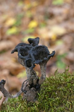 Craterellus cornucopioides ya da bol miktarda boynuz, yenilebilir bir mantardır. Ayrıca siyah trompet ya da trombetta dei morti olarak da bilinir. Ayrıca siyah chanterelle, siyah trompet, trompet de la mort, trombetta dei morti veya ölülerin trompeti olarak da bilinir.