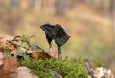 Craterellus cornucopioides ya da bol miktarda boynuz, yenilebilir bir mantardır. Ayrıca siyah trompet ya da trombetta dei morti olarak da bilinir. Ayrıca siyah chanterelle, siyah trompet, trompet de la mort, trombetta dei morti veya ölülerin trompeti olarak da bilinir.