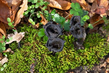 Craterellus cornucopioides ya da bol miktarda boynuz, yenilebilir bir mantardır. Ayrıca siyah trompet ya da trombetta dei morti olarak da bilinir. Ayrıca siyah chanterelle, siyah trompet, trompet de la mort, trombetta dei morti veya ölülerin trompeti olarak da bilinir.