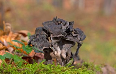 Craterellus cornucopioides ya da bol miktarda boynuz, yenilebilir bir mantardır. Ayrıca siyah trompet ya da trombetta dei morti olarak da bilinir. Ayrıca siyah chanterelle, siyah trompet, trompet de la mort, trombetta dei morti veya ölülerin trompeti olarak da bilinir.