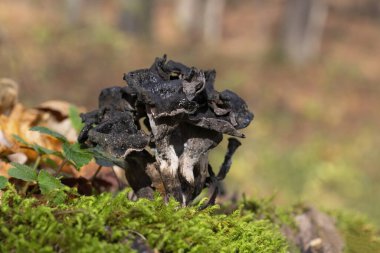 Craterellus cornucopioides ya da bol miktarda boynuz, yenilebilir bir mantardır. Ayrıca siyah trompet ya da trombetta dei morti olarak da bilinir. Ayrıca siyah chanterelle, siyah trompet, trompet de la mort, trombetta dei morti veya ölülerin trompeti olarak da bilinir.