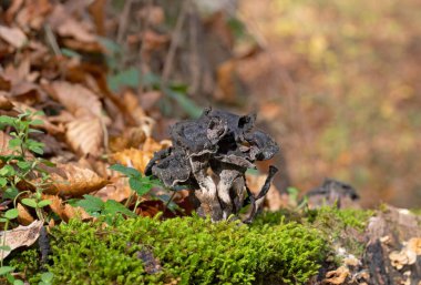 Craterellus cornucopioides ya da bol miktarda boynuz, yenilebilir bir mantardır. Ayrıca siyah trompet ya da trombetta dei morti olarak da bilinir. Ayrıca siyah chanterelle, siyah trompet, trompet de la mort, trombetta dei morti veya ölülerin trompeti olarak da bilinir.