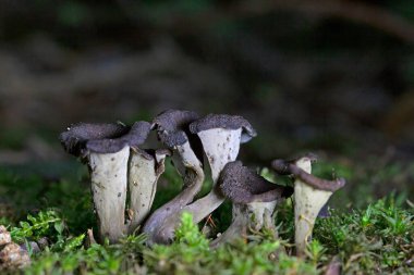 Craterellus cornucopioides ya da bol miktarda boynuz, yenilebilir bir mantardır. Ayrıca siyah trompet ya da trombetta dei morti olarak da bilinir. Ayrıca siyah chanterelle, siyah trompet, trompet de la mort, trombetta dei morti veya ölülerin trompeti olarak da bilinir.