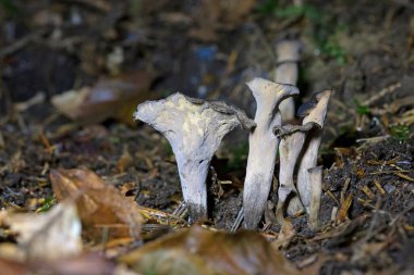 Craterellus cornucopioides ya da bol miktarda boynuz, yenilebilir bir mantardır. Ayrıca siyah trompet ya da trombetta dei morti olarak da bilinir. Ayrıca siyah chanterelle, siyah trompet, trompet de la mort, trombetta dei morti veya ölülerin trompeti olarak da bilinir.