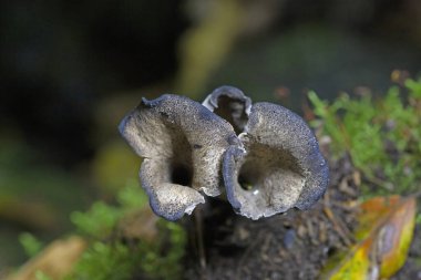 Craterellus cornucopioides ya da bol miktarda boynuz, yenilebilir bir mantardır. Ayrıca siyah trompet ya da trombetta dei morti olarak da bilinir. Ayrıca siyah chanterelle, siyah trompet, trompet de la mort, trombetta dei morti veya ölülerin trompeti olarak da bilinir.