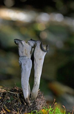 Craterellus cornucopioides ya da bol miktarda boynuz, yenilebilir bir mantardır. Ayrıca siyah trompet ya da trombetta dei morti olarak da bilinir. Ayrıca siyah chanterelle, siyah trompet, trompet de la mort, trombetta dei morti veya ölülerin trompeti olarak da bilinir.