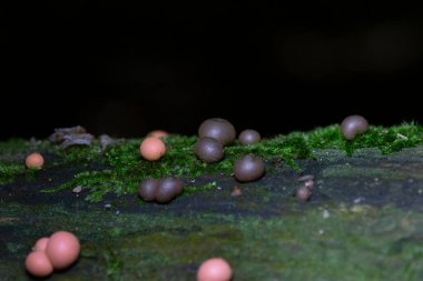 Kurtların Süt Sümük Küfü bir mantar değil, daha çok kozmopolit bir miksogastrid amip türüdür. Lycogala epidendrum, yaygın olarak kurt sütü veya homurdanan sümüğü olarak bilinir.