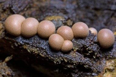 Kurtların Süt Sümük Küfü bir mantar değil, daha çok kozmopolit bir miksogastrid amip türüdür. Lycogala epidendrum, yaygın olarak kurt sütü veya homurdanan sümüğü olarak bilinir.