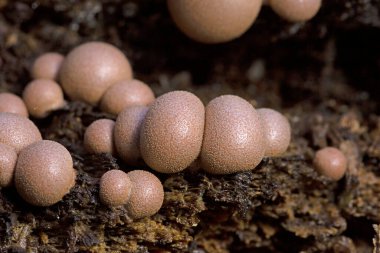 Kurtların Süt Sümük Küfü bir mantar değil, daha çok kozmopolit bir miksogastrid amip türüdür. Lycogala epidendrum, yaygın olarak kurt sütü veya homurdanan sümüğü olarak bilinir.