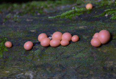 Kurtların Süt Sümük Küfü bir mantar değil, daha çok kozmopolit bir miksogastrid amip türüdür. Lycogala epidendrum, yaygın olarak kurt sütü veya homurdanan sümüğü olarak bilinir.