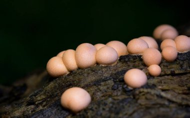 Kurtların Süt Sümük Küfü bir mantar değil, daha çok kozmopolit bir miksogastrid amip türüdür. Lycogala epidendrum, yaygın olarak kurt sütü veya homurdanan sümüğü olarak bilinir.