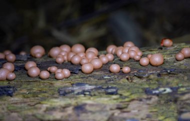 Kurtların Süt Sümük Küfü bir mantar değil, daha çok kozmopolit bir miksogastrid amip türüdür. Lycogala epidendrum, yaygın olarak kurt sütü veya homurdanan sümüğü olarak bilinir.