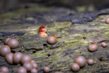 Kurtların Süt Sümük Küfü bir mantar değil, daha çok kozmopolit bir miksogastrid amip türüdür. Lycogala epidendrum, yaygın olarak kurt sütü veya homurdanan sümüğü olarak bilinir.