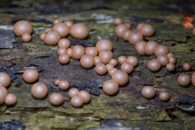 Kurtların Süt Sümük Küfü bir mantar değil, daha çok kozmopolit bir miksogastrid amip türüdür. Lycogala epidendrum, yaygın olarak kurt sütü veya homurdanan sümüğü olarak bilinir.