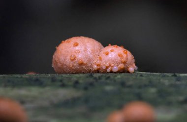 Kurtların Süt Sümük Küfü bir mantar değil, daha çok kozmopolit bir miksogastrid amip türüdür. Lycogala epidendrum, yaygın olarak kurt sütü veya homurdanan sümüğü olarak bilinir.