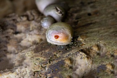 Kurtların Süt Sümük Küfü bir mantar değil, daha çok kozmopolit bir miksogastrid amip türüdür. Lycogala epidendrum, yaygın olarak kurt sütü veya homurdanan sümüğü olarak bilinir.