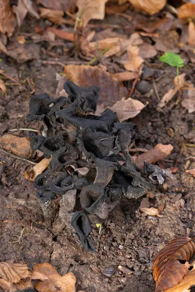 Craterellus cornucopioides ya da bol miktarda boynuz, yenilebilir bir mantardır. Ayrıca siyah trompet ya da trombetta dei morti olarak da bilinir. Ayrıca siyah chanterelle, siyah trompet, trompet de la mort, trombetta dei morti veya ölülerin trompeti olarak da bilinir.