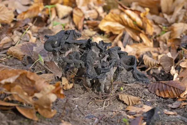 Craterellus cornucopioides ya da bol miktarda boynuz, yenilebilir bir mantardır. Ayrıca siyah trompet ya da trombetta dei morti olarak da bilinir. Ayrıca siyah chanterelle, siyah trompet, trompet de la mort, trombetta dei morti veya ölülerin trompeti olarak da bilinir.