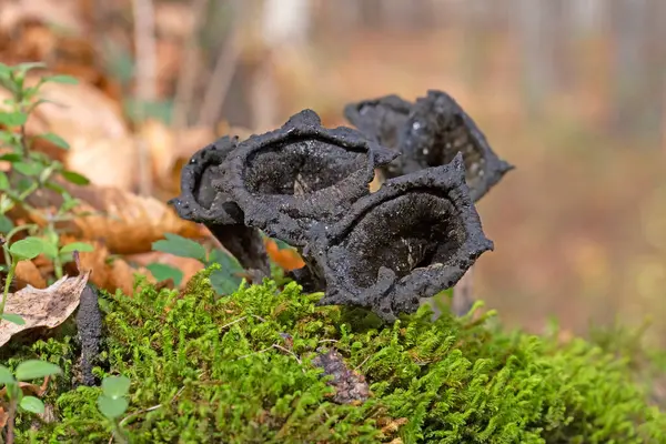 Craterellus cornucopioides ya da bol miktarda boynuz, yenilebilir bir mantardır. Ayrıca siyah trompet ya da trombetta dei morti olarak da bilinir. Ayrıca siyah chanterelle, siyah trompet, trompet de la mort, trombetta dei morti veya ölülerin trompeti olarak da bilinir.