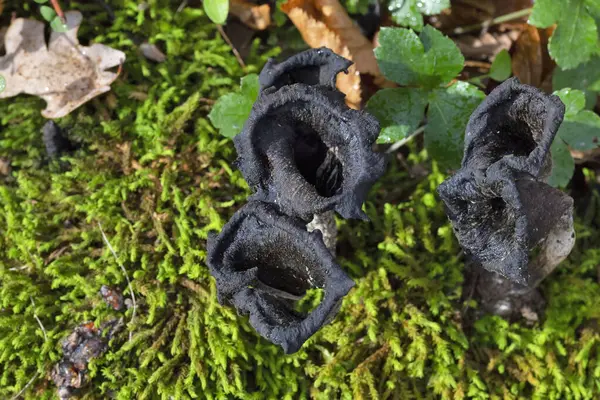 Craterellus cornucopioides ya da bol miktarda boynuz, yenilebilir bir mantardır. Ayrıca siyah trompet ya da trombetta dei morti olarak da bilinir. Ayrıca siyah chanterelle, siyah trompet, trompet de la mort, trombetta dei morti veya ölülerin trompeti olarak da bilinir.